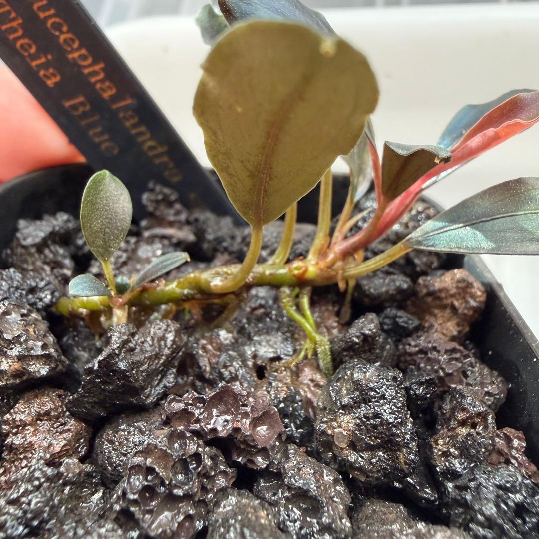 ③ブセファランドラ sp.ティアブルー（theia blue）水上葉