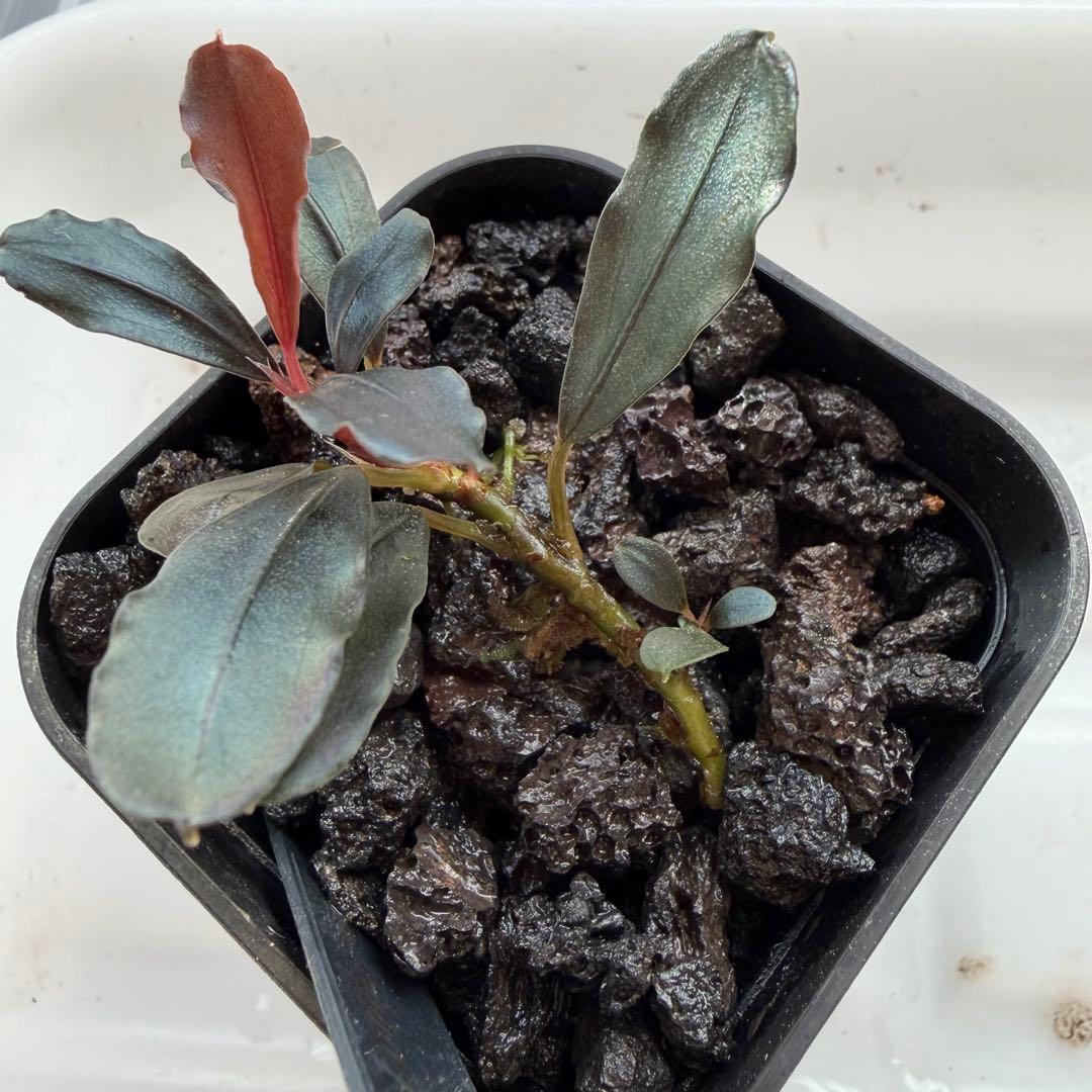 ③ブセファランドラ sp.ティアブルー（theia blue）水上葉