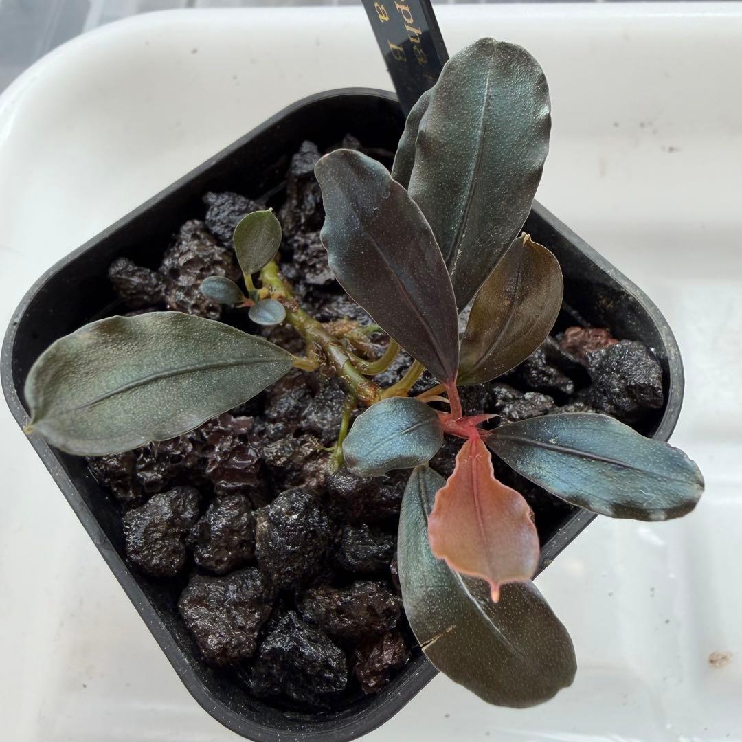 ③ブセファランドラ sp.ティアブルー（theia blue）水上葉