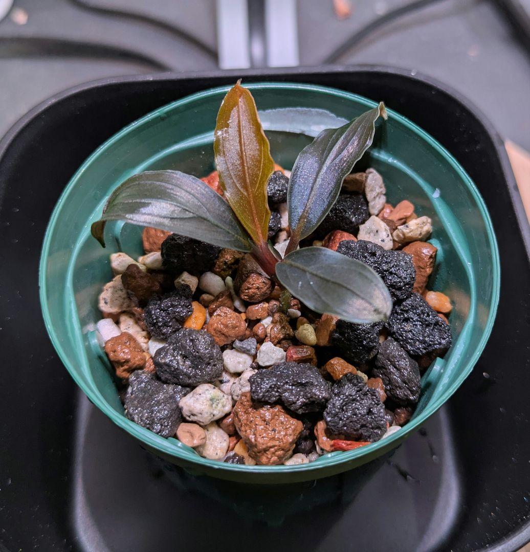 Bucephalandra kishii【AZ0420-6】