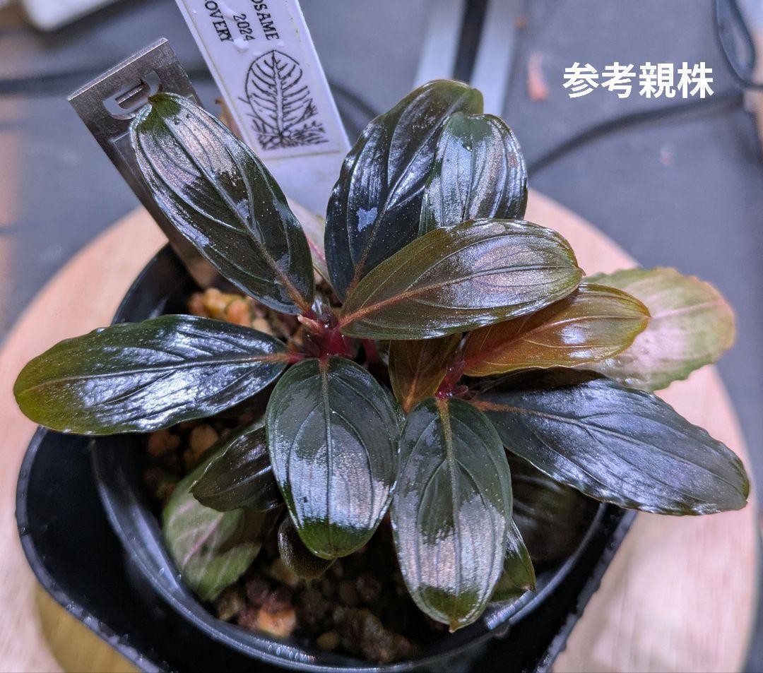 Bucephalandra kishii【AZ0420-6】