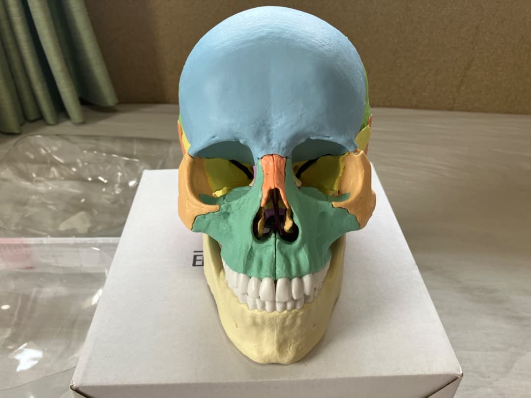 ERLER ZIMMER 頭蓋骨模型
