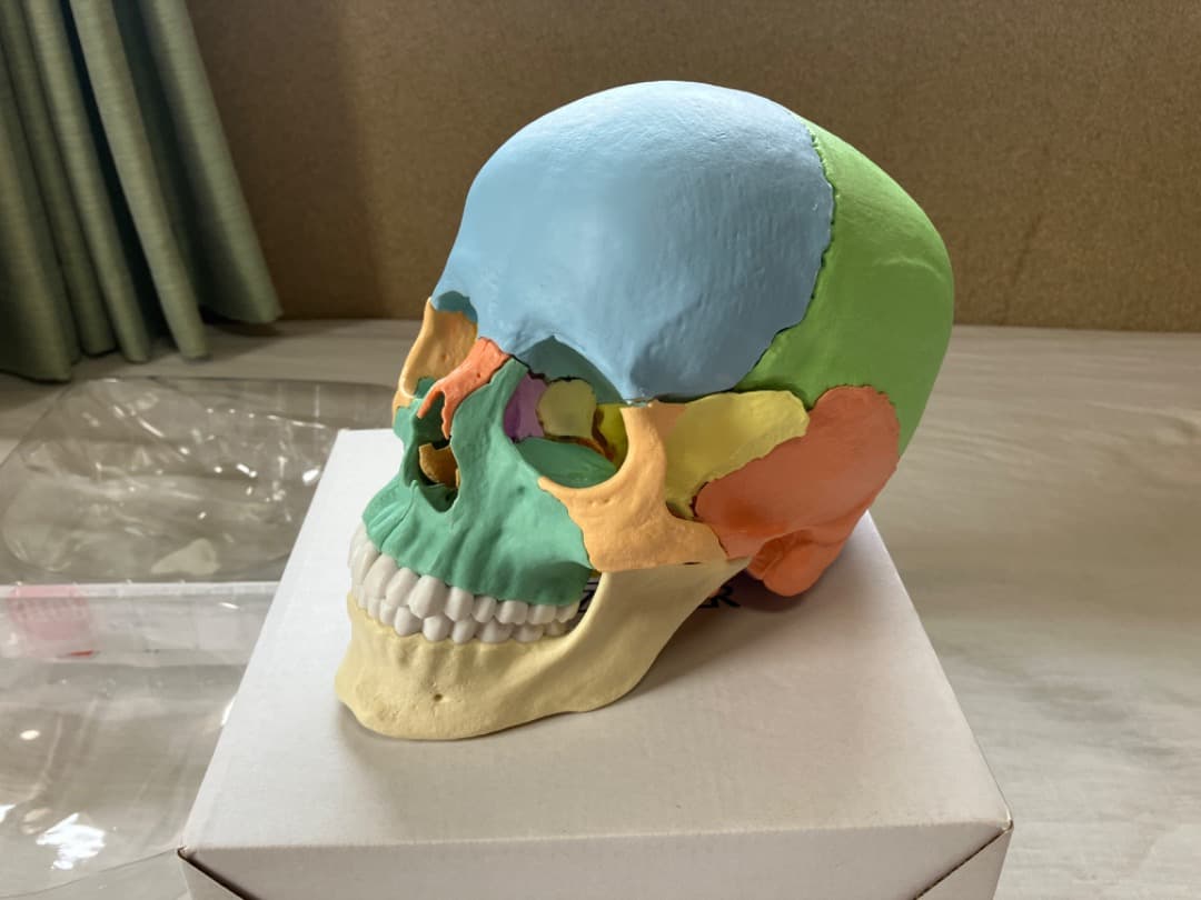 ERLER ZIMMER 頭蓋骨模型
