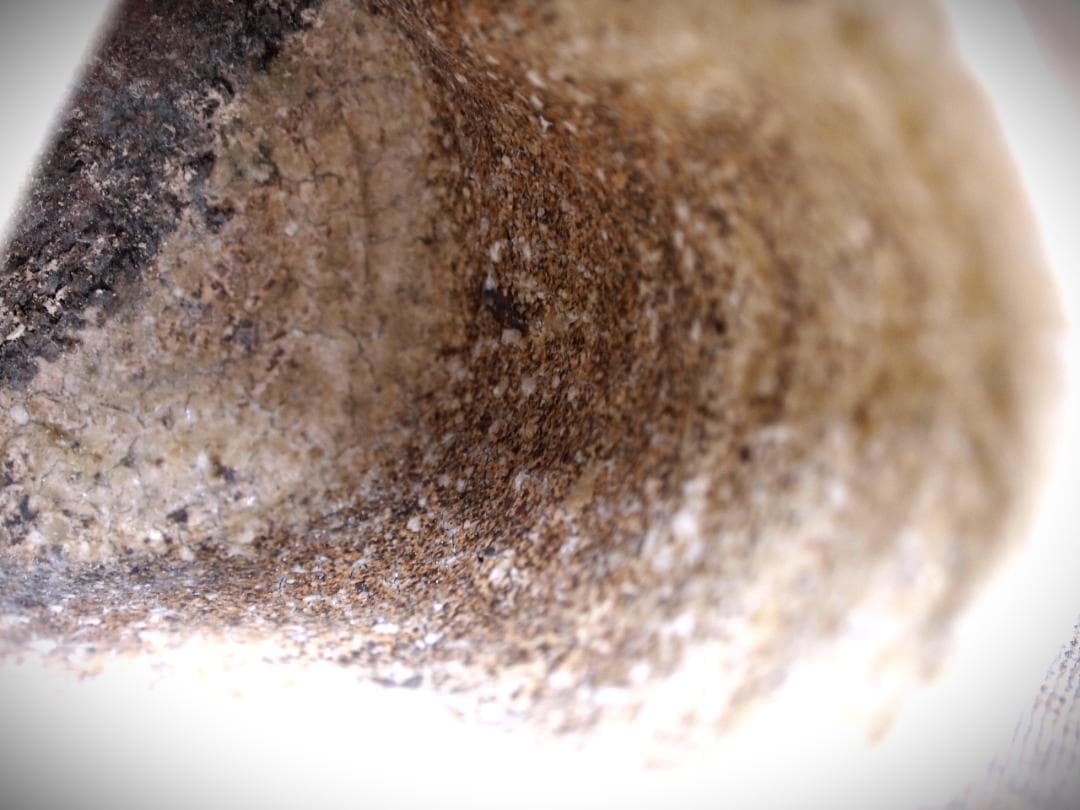 人気作家★谷本貴【師：師：森正・谷本景】伊賀(窯変）湯のみA★共箱 匿