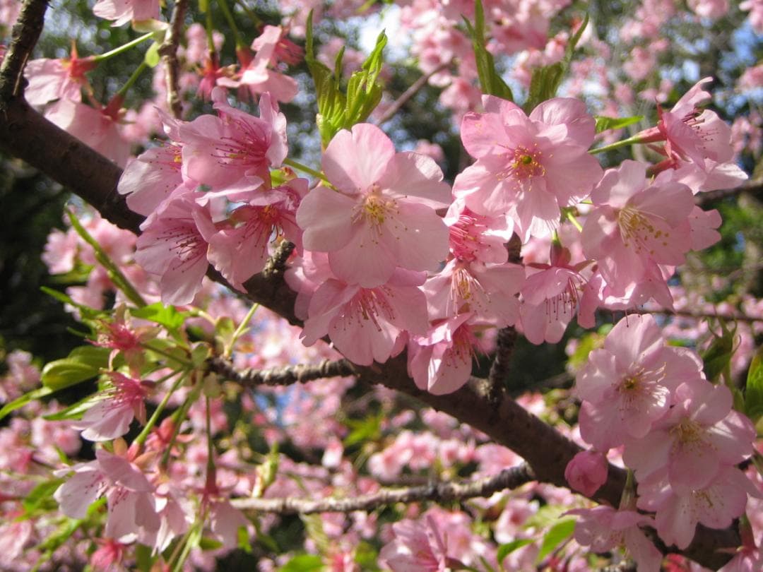 作例あり 小さなコンデジの優等生　CANON IXY DIGITAL 50