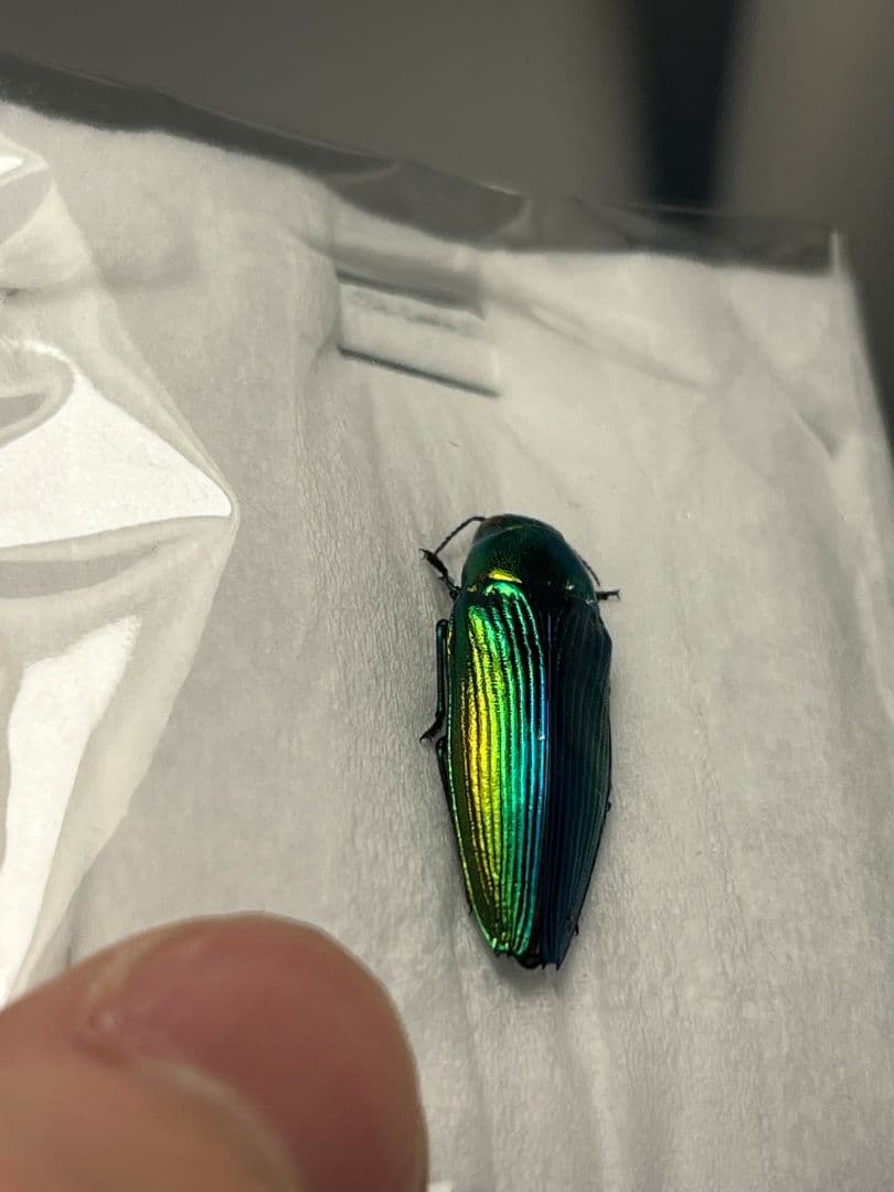 【国産青玉虫最高峰】アオタマムシ 昆虫標本 コブハムシ ハムシ スハンダエ