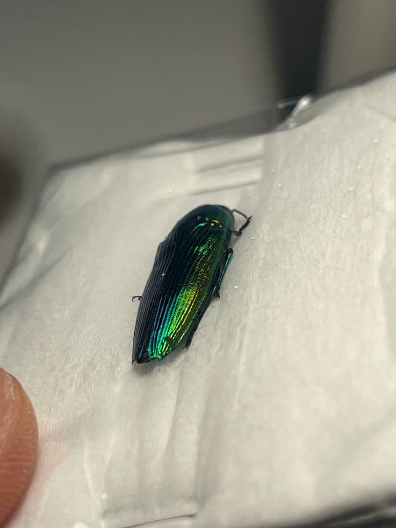 【国産青玉虫最高峰】アオタマムシ 昆虫標本 コブハムシ ハムシ スハンダエ