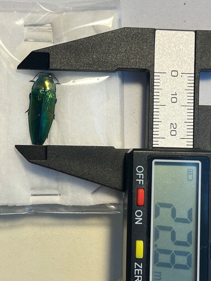 【国産青玉虫最高峰】アオタマムシ 昆虫標本 コブハムシ ハムシ スハンダエ