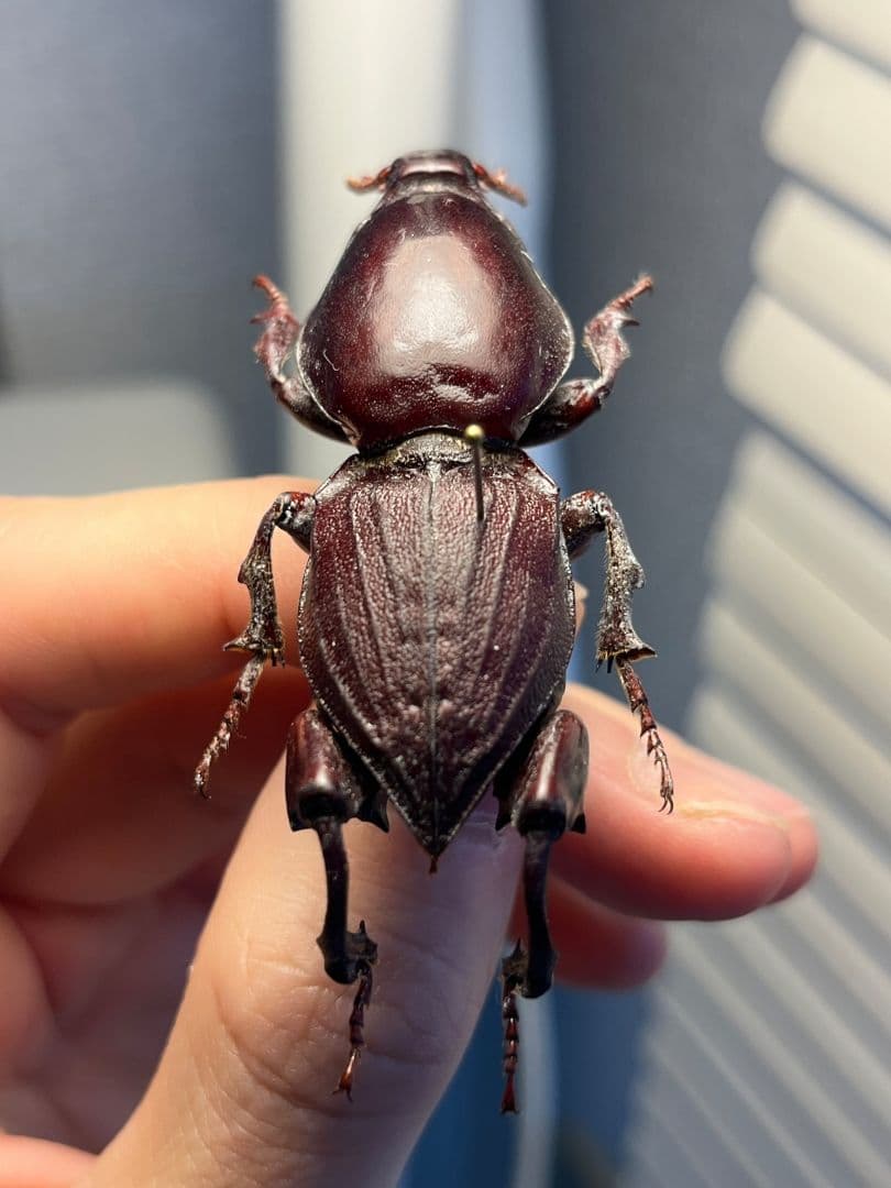 【58mm】赤 ケラモドキカミキリ 大型 Hypocephalus 昆虫標本