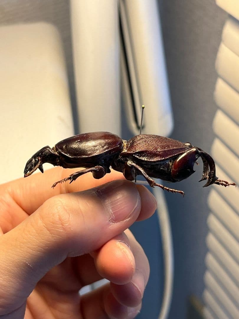 【58mm】赤 ケラモドキカミキリ 大型 Hypocephalus 昆虫標本