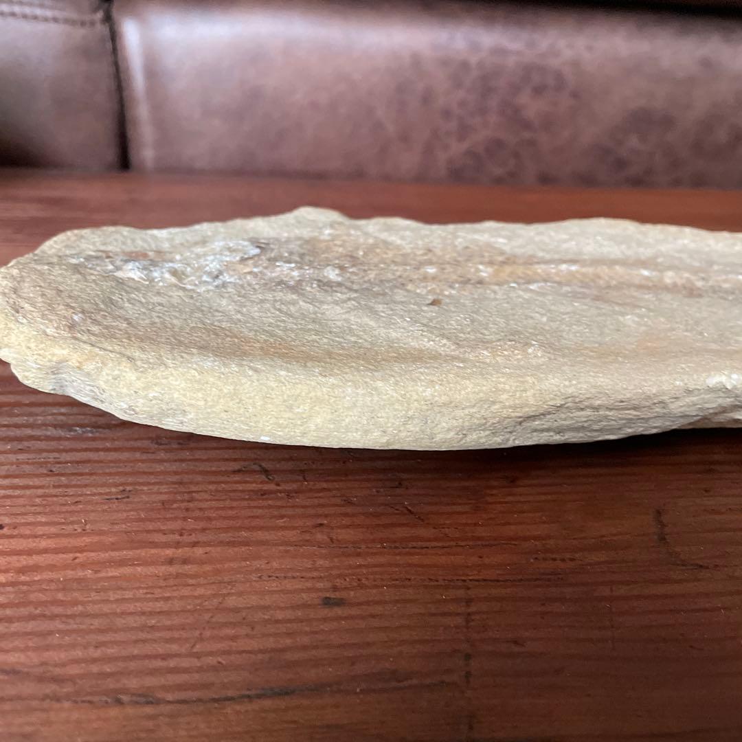 魚　化石　　古代魚