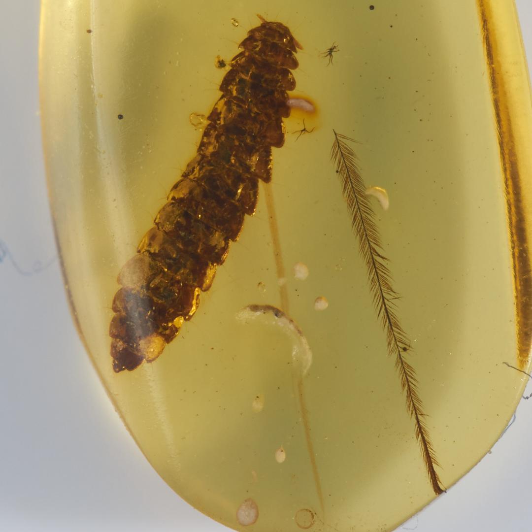 レア極上品 PA0043虫入り琥珀化石　ミャンマーカムティかタナイ9900万年前