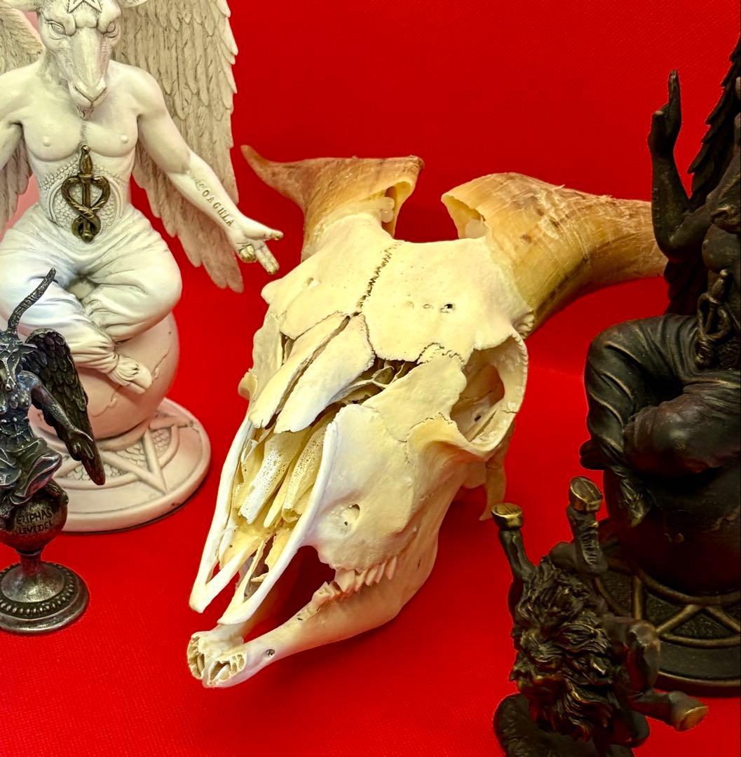 ヤギ頭蓋骨　実物　下顎　角鞘付き希少品　デッサン画モデル　ハンティングトロフィー