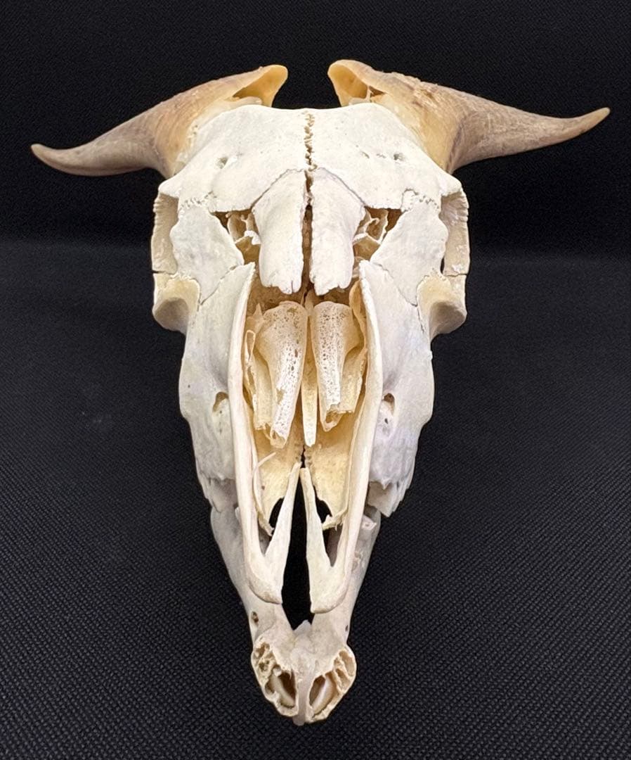 ヤギ頭蓋骨　実物　下顎　角鞘付き希少品　デッサン画モデル　ハンティングトロフィー