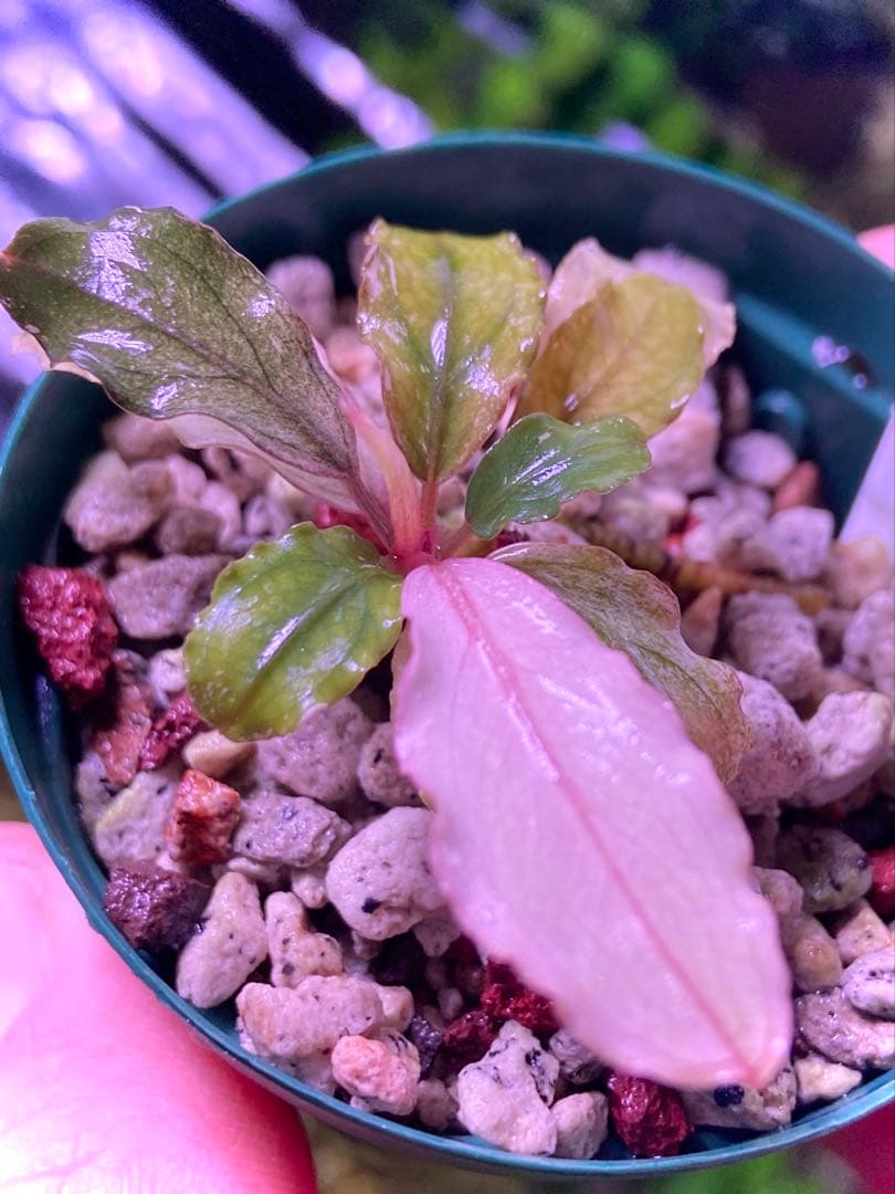 【専用】 user_fd449ab1様