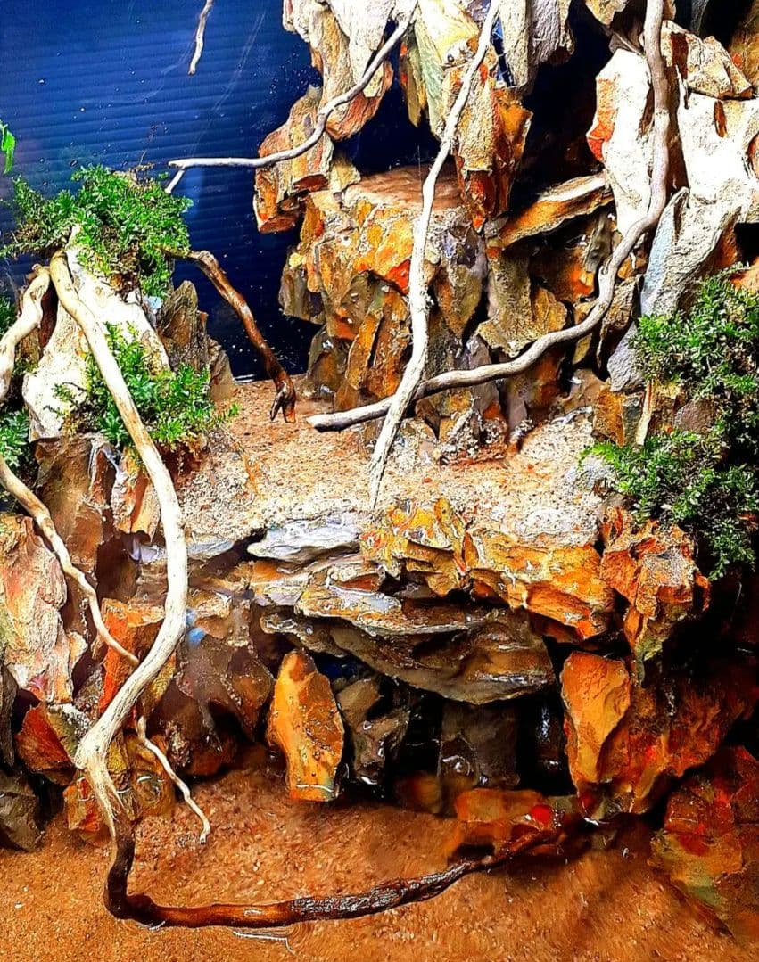 大自然 大型60 アクアテラリウム 完成品 水槽