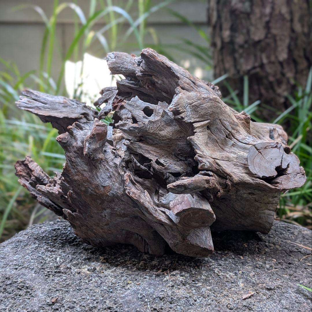 プレミアムスタンプウッド【PSW003】流木 アクアリウム ビバリウム 水槽