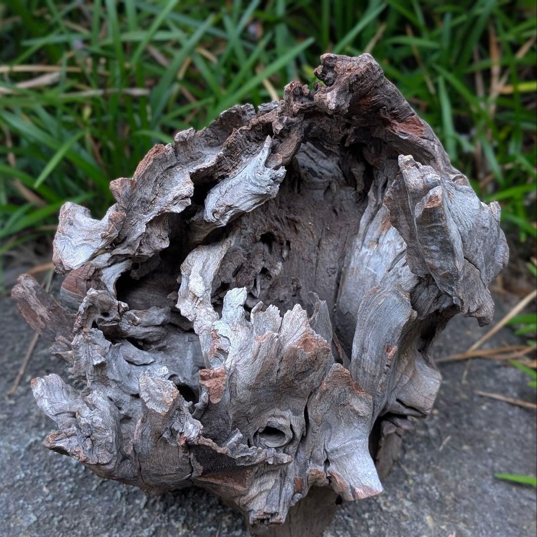 プレミアムスタンプウッド【PSW003】流木 アクアリウム ビバリウム 水槽