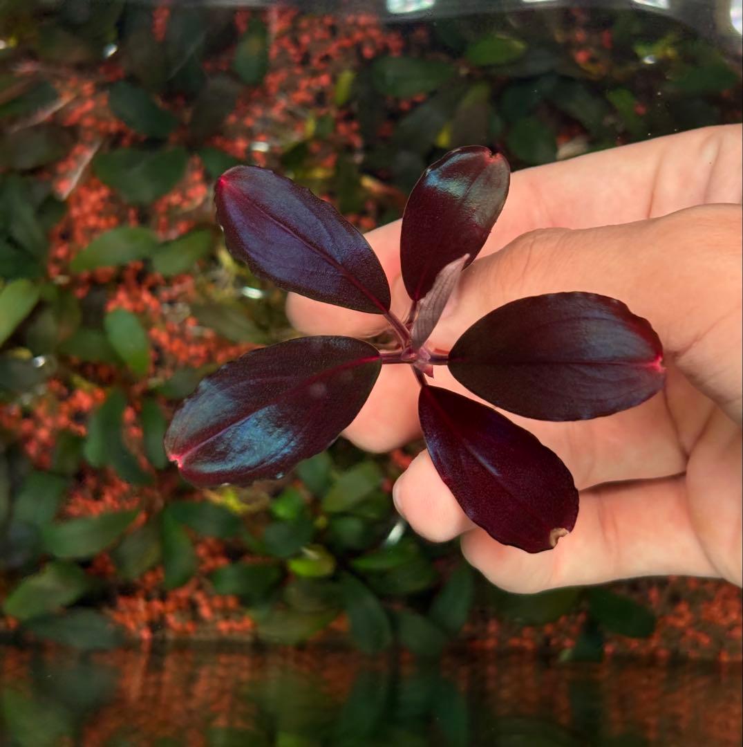 谷口浩紀ページ ブセファランドラ　ブルーオバル+スカイムーン