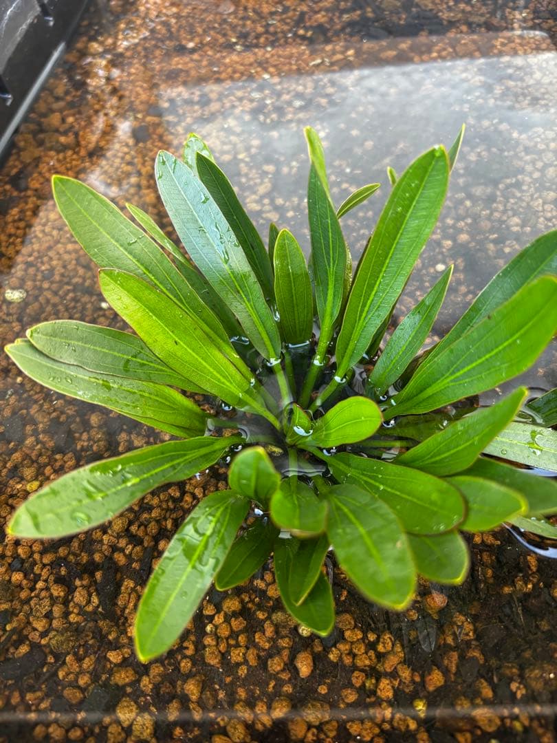 エキノドルス 赤ウルグ羊 AZ0112-9