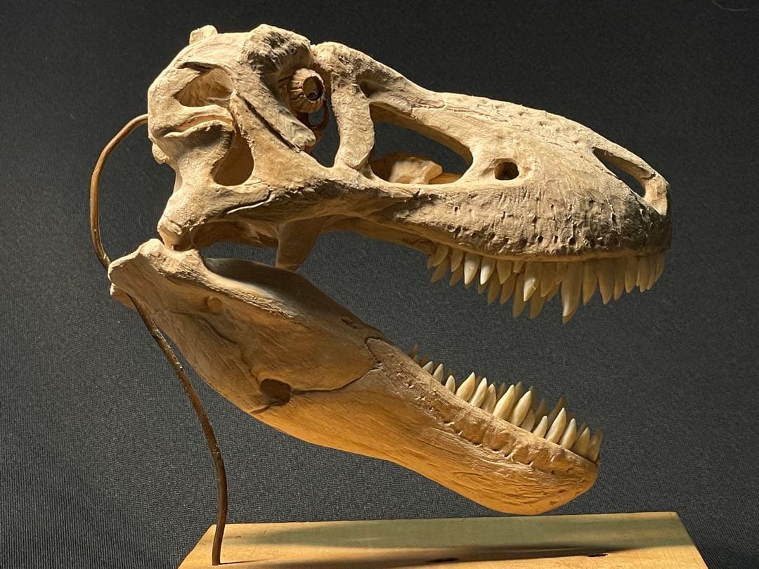 木彫　恐竜　タルボサウルス　頭骨模型　1/10スケール　12cm