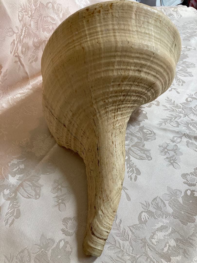 アラフラオオニシ49cm 世界最大の巻貝