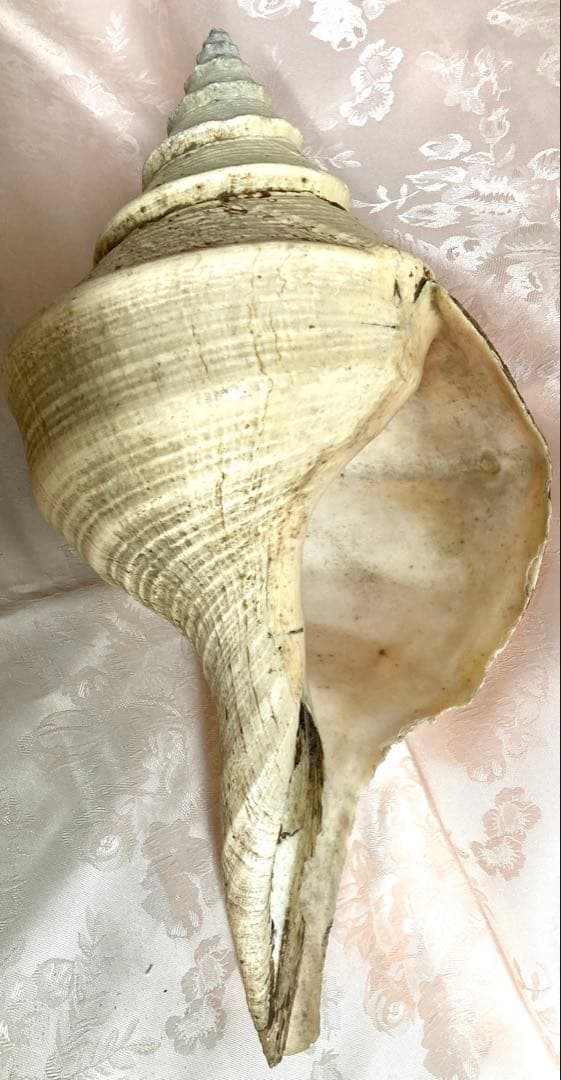 アラフラオオニシ49cm 世界最大の巻貝