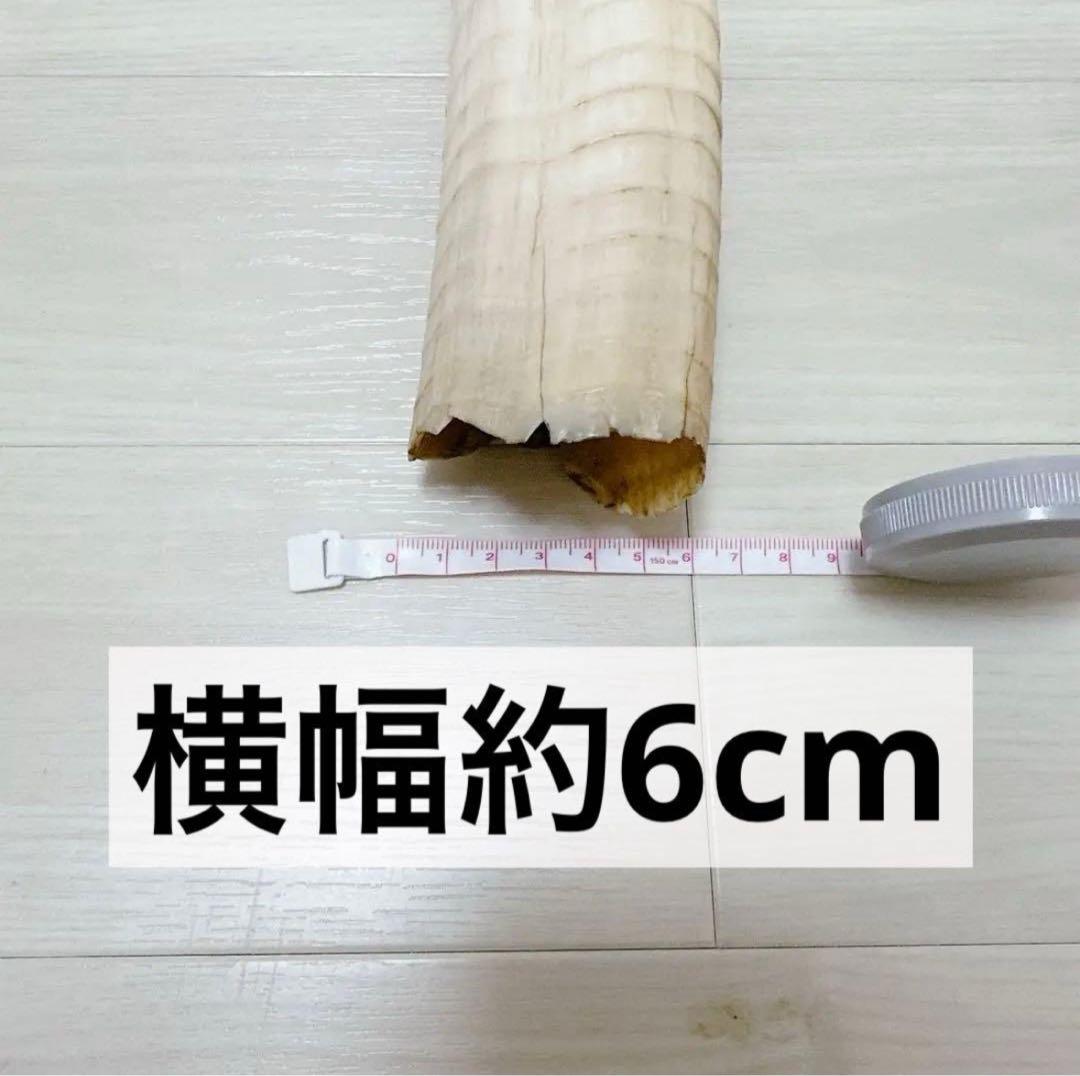 海象　セイウチ牙 1665g