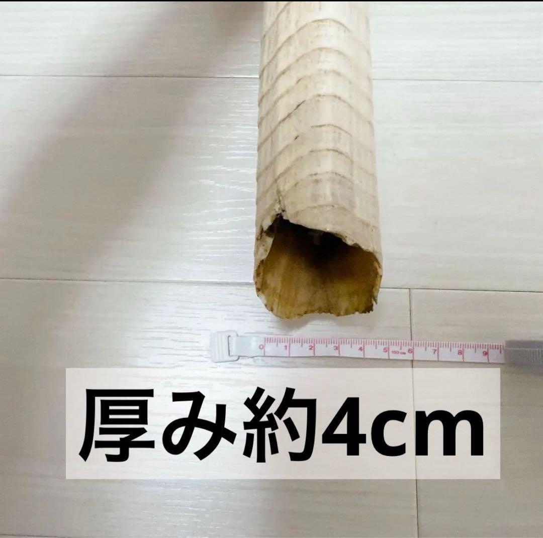 海象　セイウチ牙 1665g