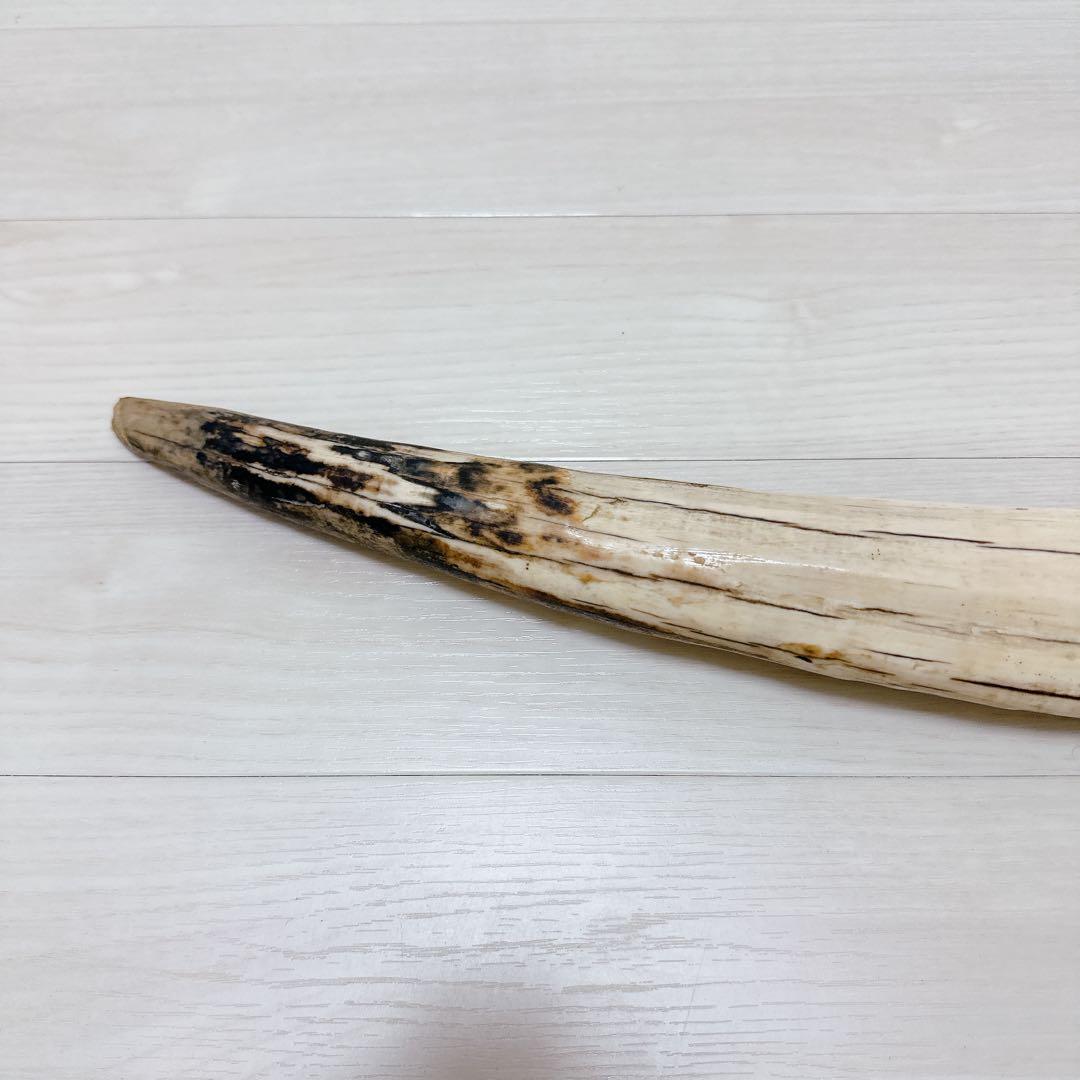 海象　セイウチ牙 1665g