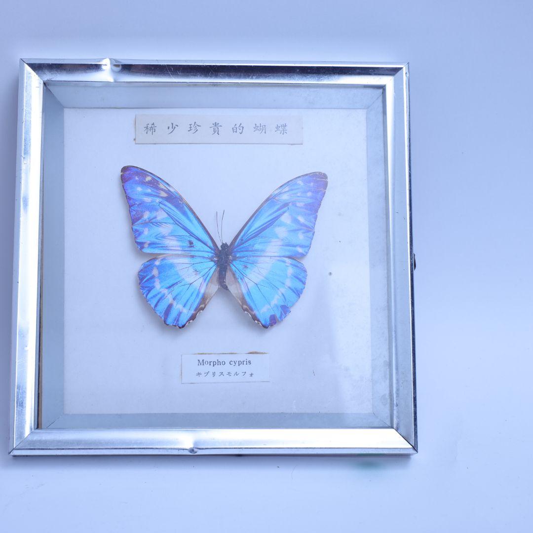 キプリスモルフォ　標本　希少珍奇的胡蝶　額入り
