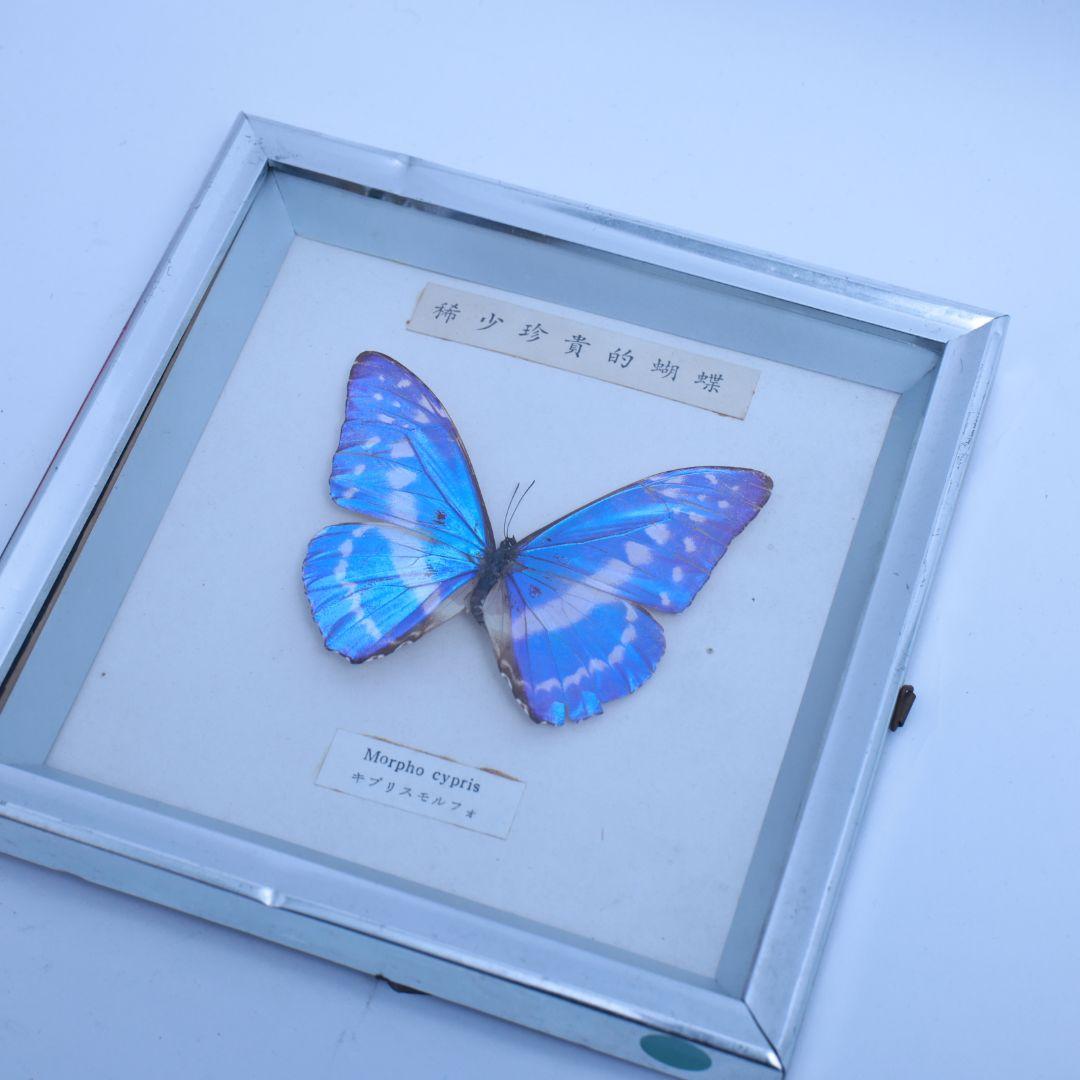 キプリスモルフォ　標本　希少珍奇的胡蝶　額入り