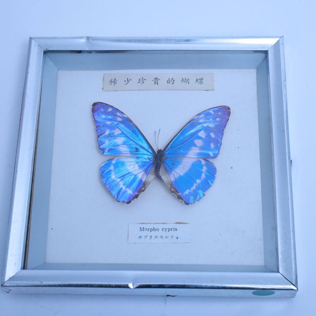 キプリスモルフォ　標本　希少珍奇的胡蝶　額入り