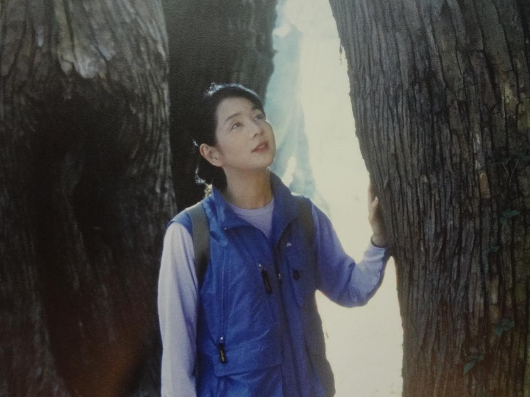 吉永小百合　特大ポスター　巨木の森編◆大人の休日倶楽部　ＢＯ特大非売品ポスター