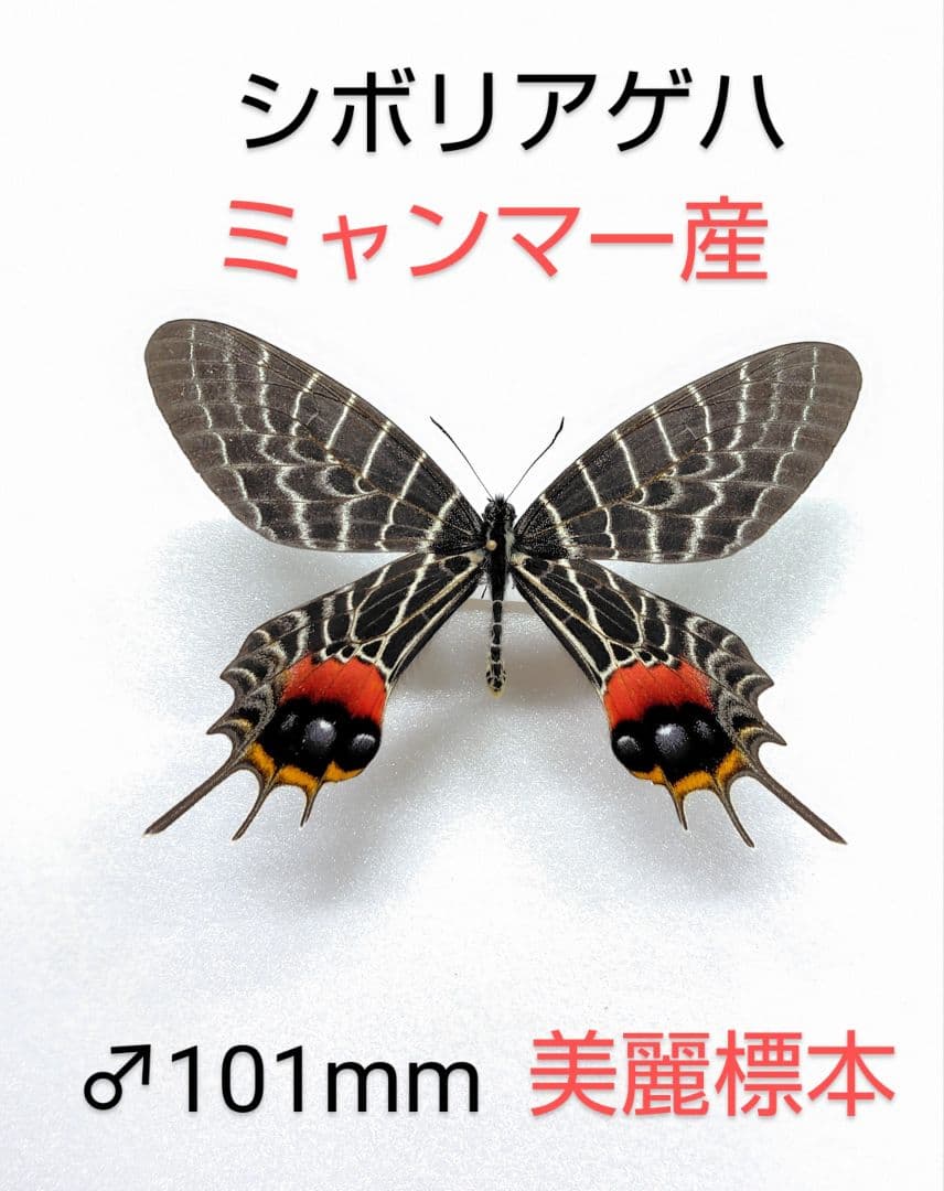 最終価格‼️ミャンマー産シボリアゲハ チョウ♂標本 101mm鮮度抜群美麗