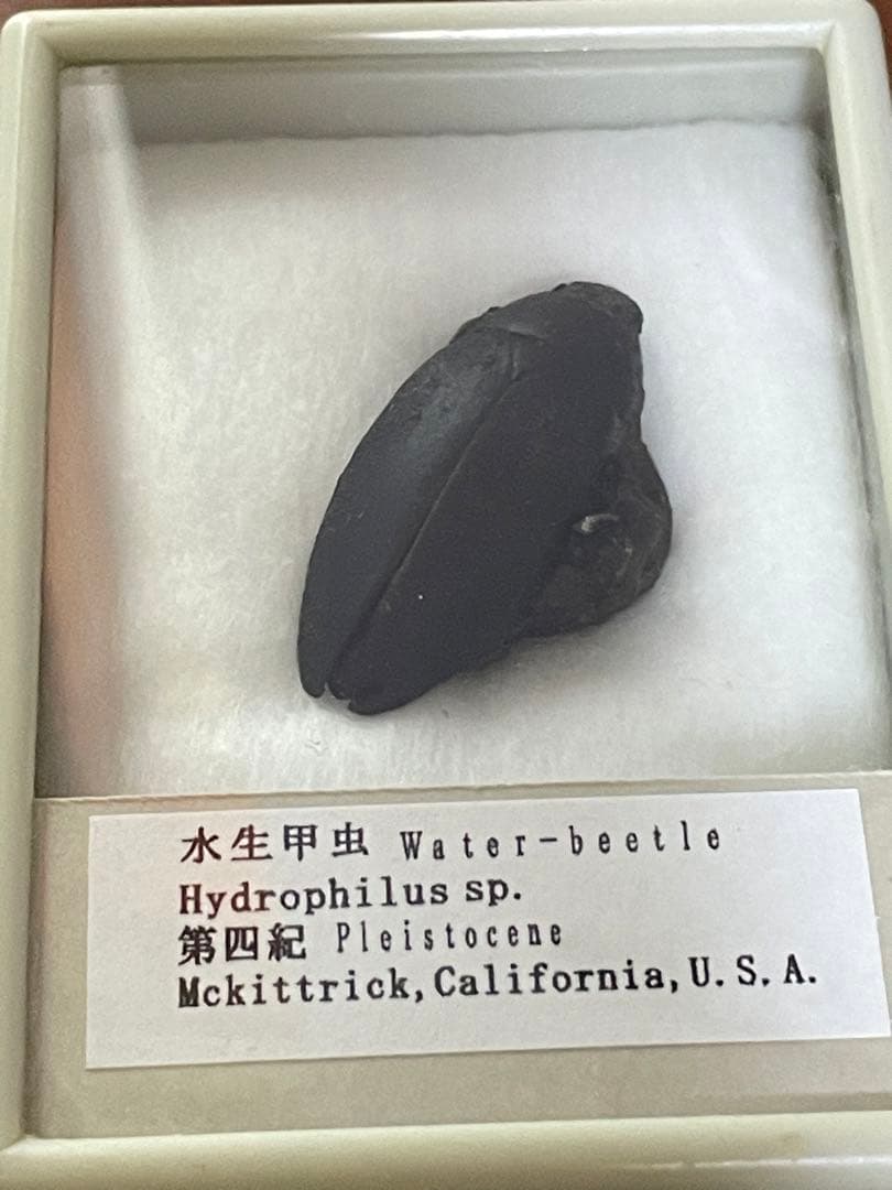 水生甲虫 水甲虫