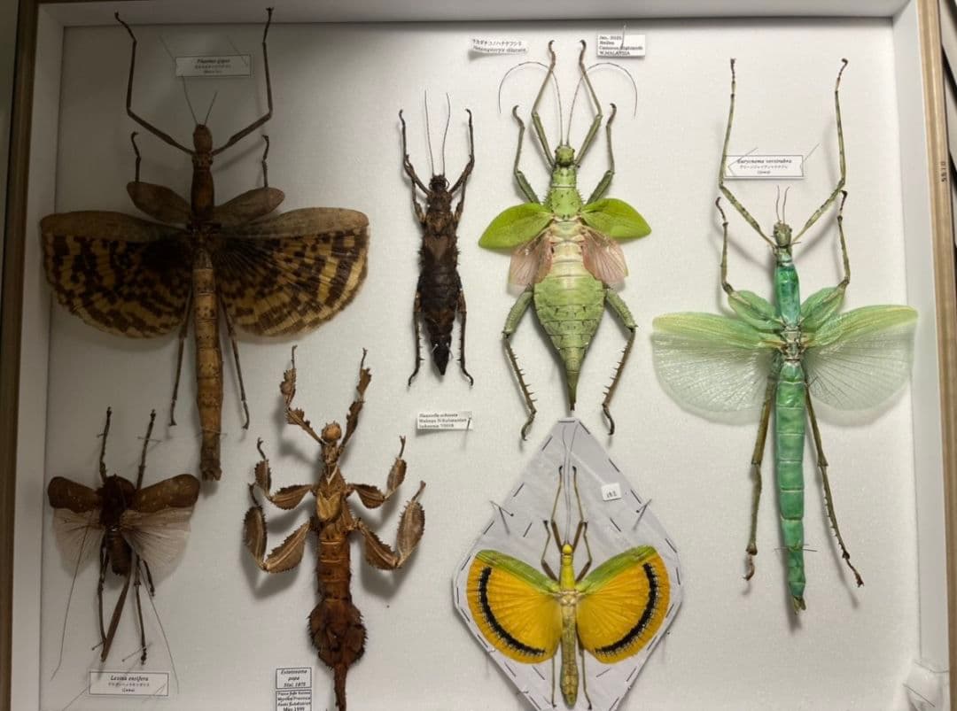 【伝説の七節】ロードハウナナフシに酷似のトゲアシフトナナフシオバケフトナナフシ♂