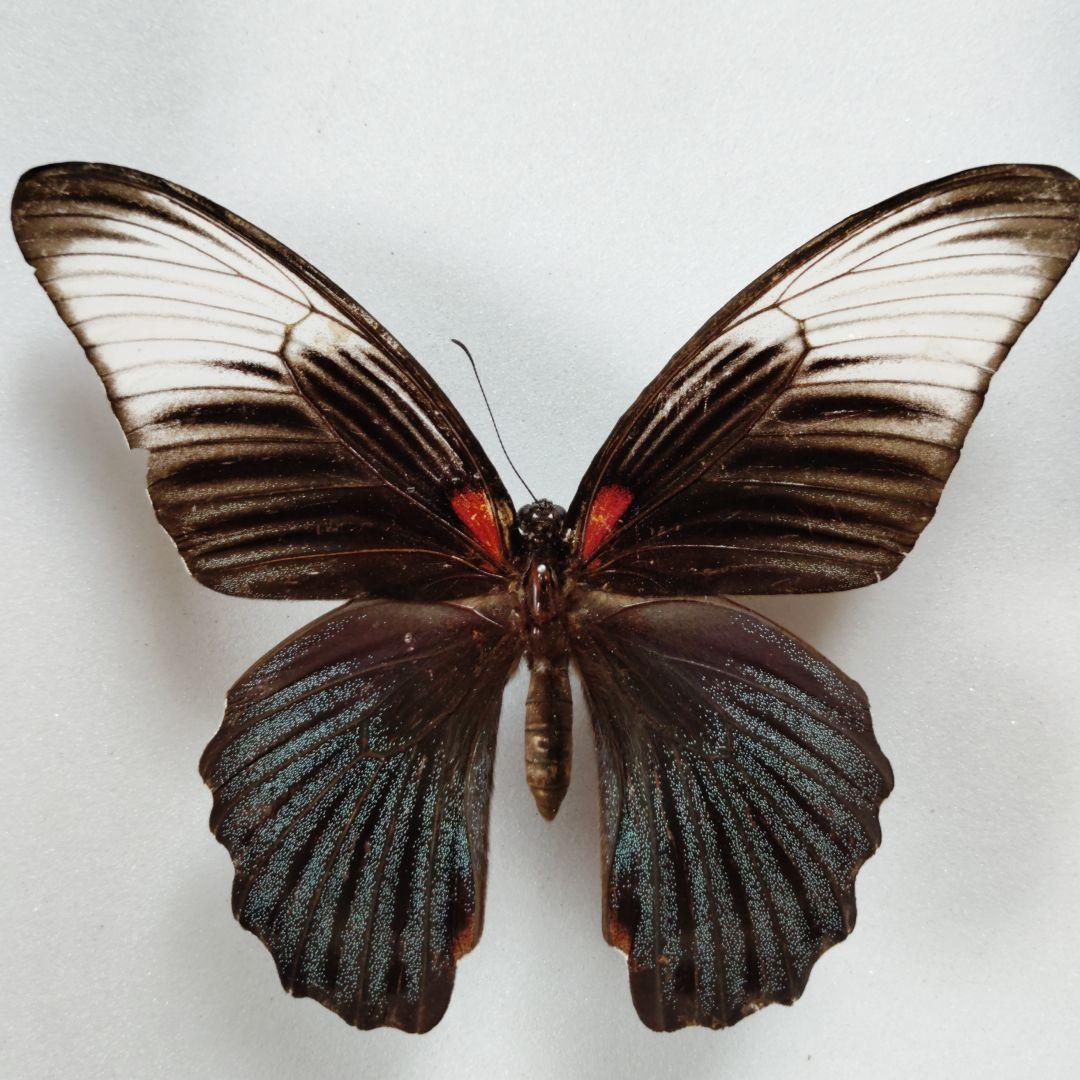 ナガサキアゲハ　特異な型　singkep産