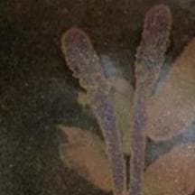 バーナードリーチ　花文　平皿 　民藝