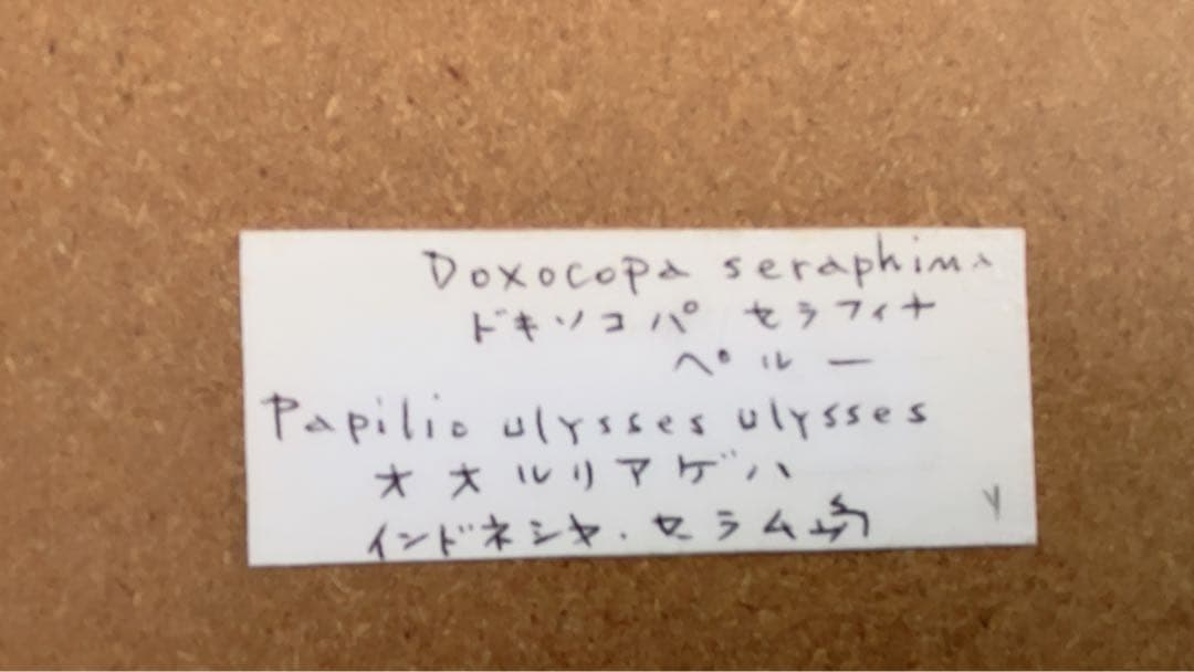 ドキソコパ・セラフィナ蝶の標本
