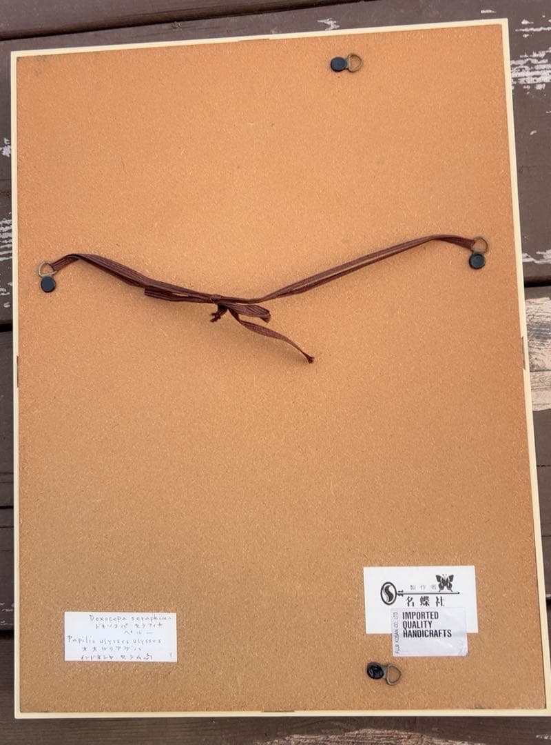 ドキソコパ・セラフィナ蝶の標本