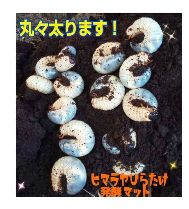 カブトムシ幼虫が大きく育ちます！ヒマラヤひらたけ発酵マット【8袋】栄養添加剤入り