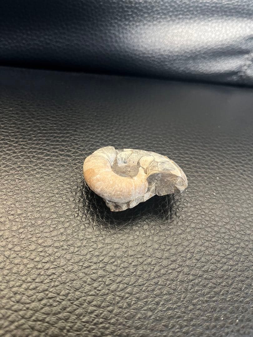 化石 巻貝型 約4cm天然物につき個体差があり