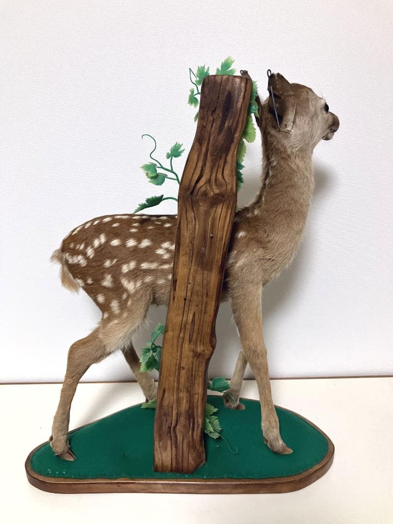 小鹿の剥製：種の保存法に該当しない動物