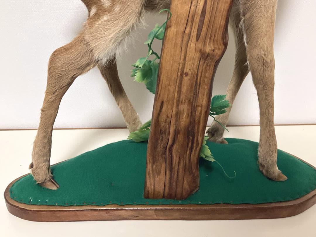 小鹿の剥製：種の保存法に該当しない動物