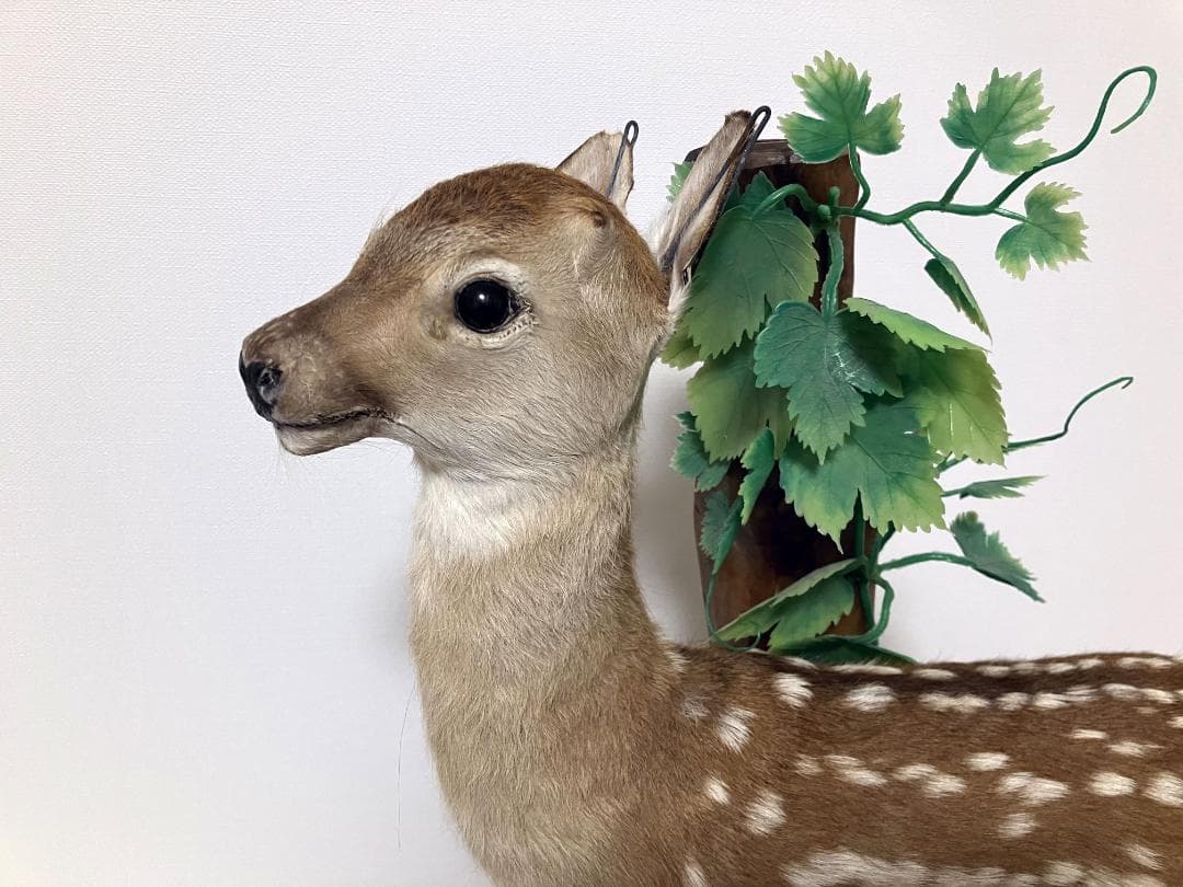 小鹿の剥製：種の保存法に該当しない動物