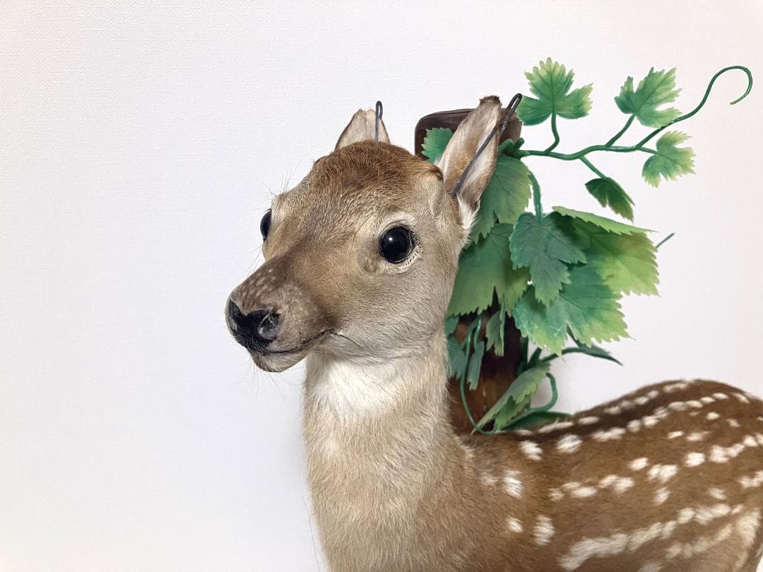 小鹿の剥製：種の保存法に該当しない動物