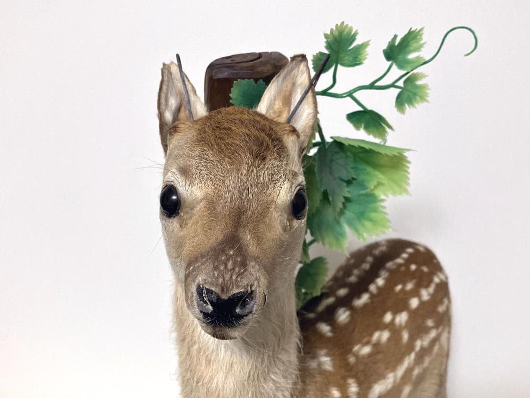 小鹿の剥製：種の保存法に該当しない動物