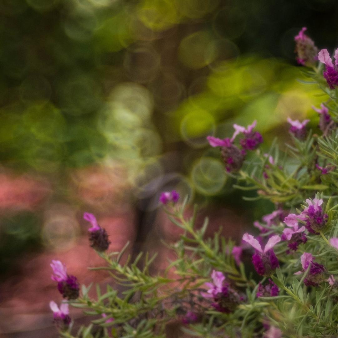 Meyer Optik Trioplan トリオプラン 100mm F2.8