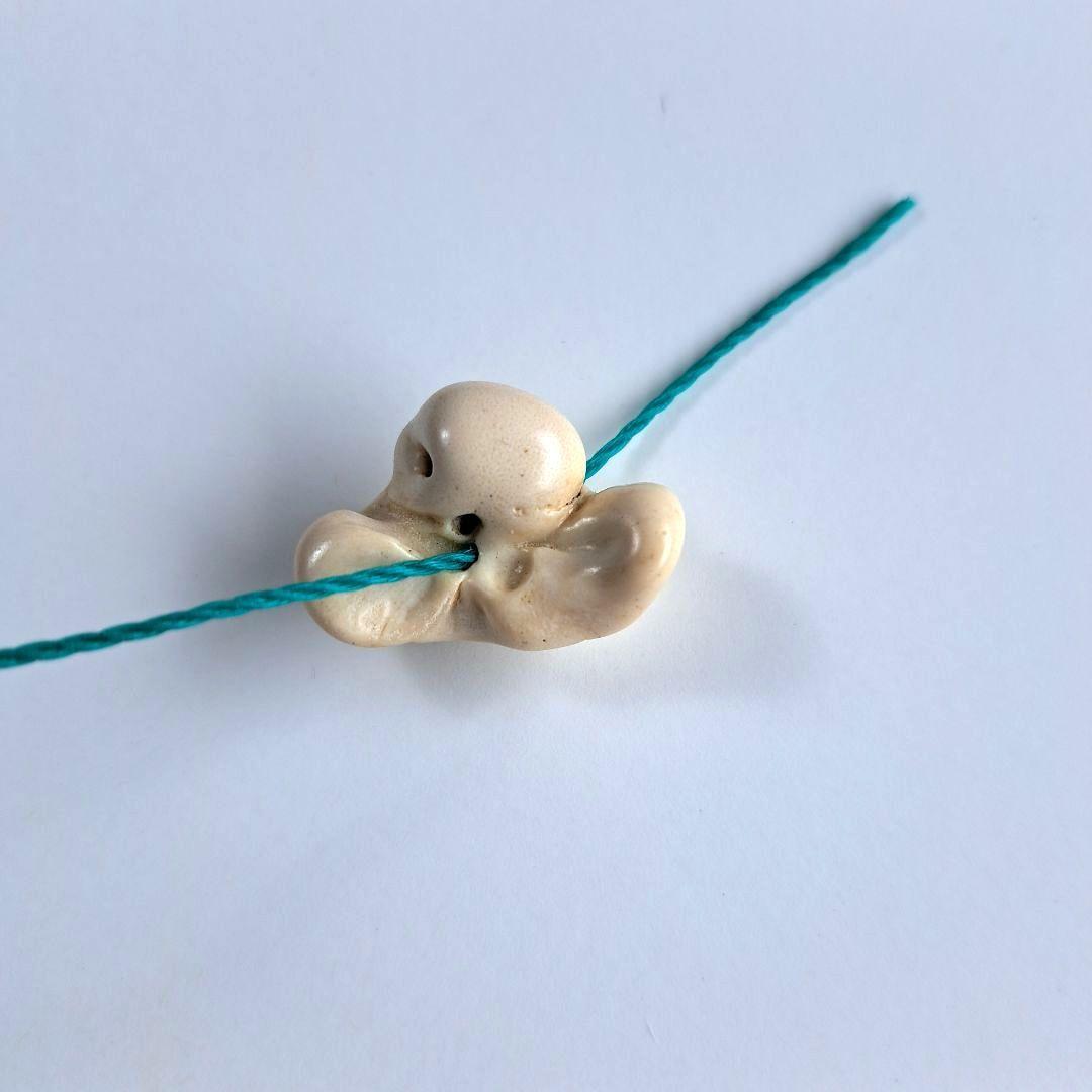 イルカの耳骨【大きさ2.7㎝⑥】